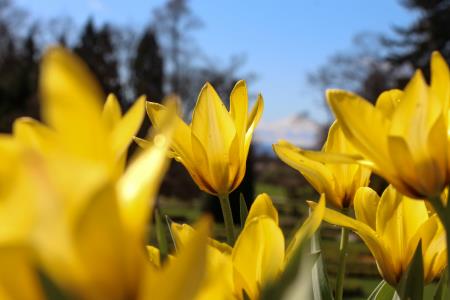 prvi letošnji tulipani Arboretum Volčji Potok foto Klara Kopač
